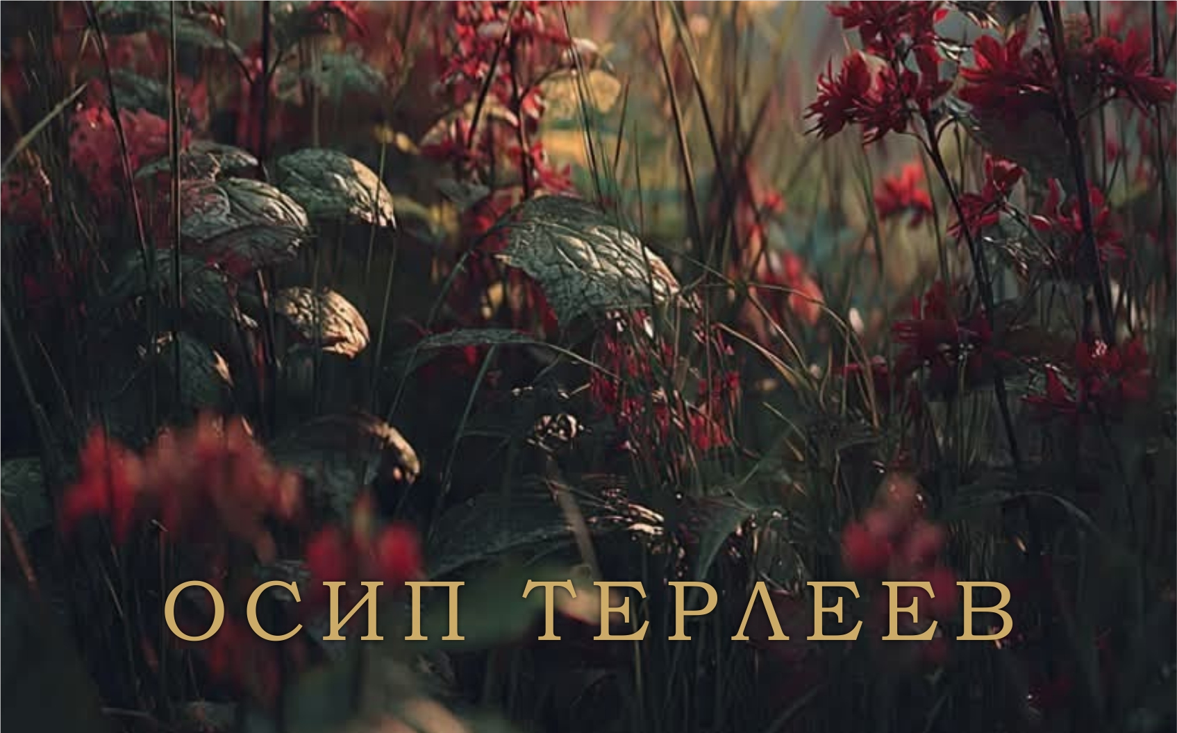 Дизайн сертификата 6